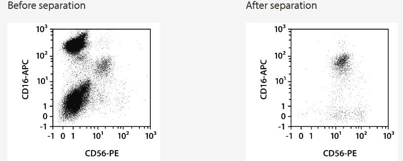 Separation of a whole blood sample using the StraightFrom Whole Blood CD56 MicroBeads and the MultiMACS Cell24 Separator Plus with the Single-Column Adapter and Whole Blood Columns without washing step after labeling. Cells were fluorescently stained with CD56-PE, CD16‑APC, as well as CD45-VioBlue and analyzed by flow cytometry using the MACSQuant Analyzer. Cells were triggered via CD45-VioBlue, cell debris and dead cells were excluded from the analysis based on scatter signals and propidium iodide fluorescence.